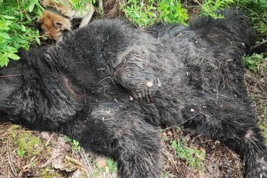 Итоги дня: сезон кваса, риэлтор и бухгалтер за решеткой и семья застряла в тайге