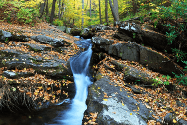 Итоги дня: медведь разорвал машину, асфальт провалился под авто, экс-госслужащего на мороз