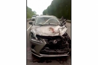 Итоги дня: медведь разорвал машину, асфальт провалился под авто, экс-госслужащего на мороз