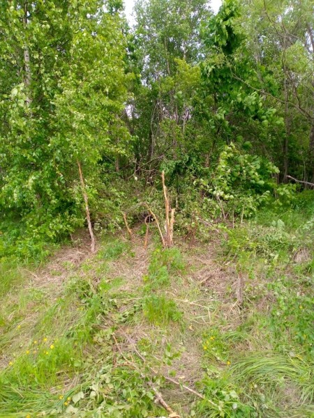 Под Уссурийском тигр напал на девушку, не обратившую внимания на предупредительный рев