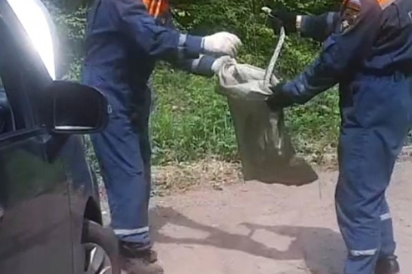 Полутораметровая змея забралась в машину к жительнице Биробиджана