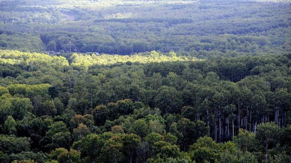 Патрулирование лесов усилят в Хабаровском крае в выходные
