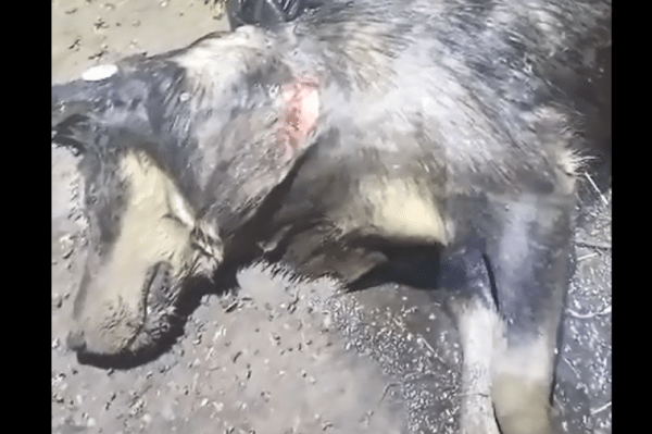 Жуть в Хабаровске: собакам вскрыли горло, выпустили кишки и выбросили трупы в озеро (18+)