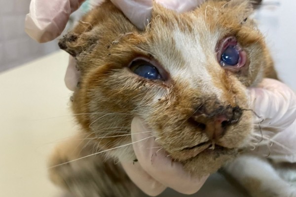 Ослепили, оторвали ухо и жгли заживо: живодеры изувечили домашнюю кошку в Хабаровске (18+)