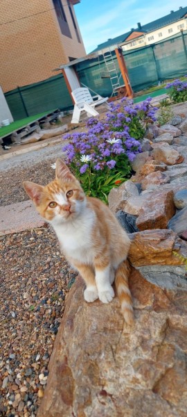 Ослепили, оторвали ухо и жгли заживо: живодеры изувечили домашнюю кошку в Хабаровске (18+)