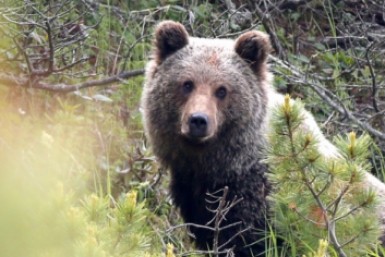 Итоги дня: трагедия у высотки, липовый диплом, тигр и медведь нападают на собак и человека