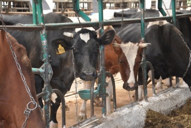 Итоги дня: учитель и доярка идут к успеху, ушел по ягоды и пропал в лесу и барак в огне