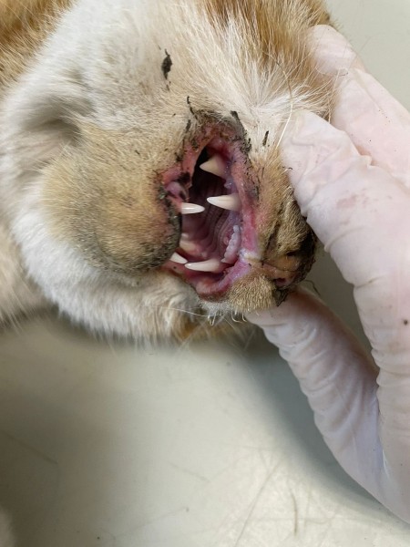 Ослепили, оторвали ухо и жгли заживо: живодеры изувечили домашнюю кошку в Хабаровске (18+)