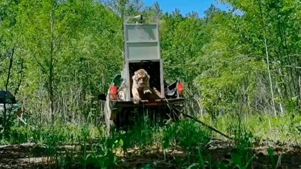 В Хабаровском крае тигрицу выпустили в дикую природу после реабилитации
