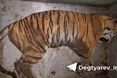 Итоги дня: смертельный переворот, юные спасатели и дополнительные рейсы