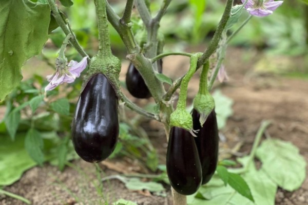 68 миллионов для фермеров: в Хабаровском крае финансируют выращивание овощей и картошки