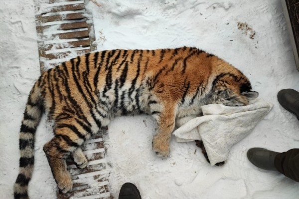 Нарушения в хабаровском центре реабилитации животных выявила природоохранная прокуратура