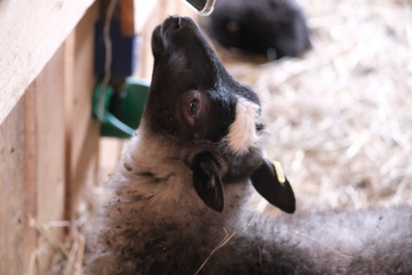Первая крупная овцеферма появилась на Сахалине
