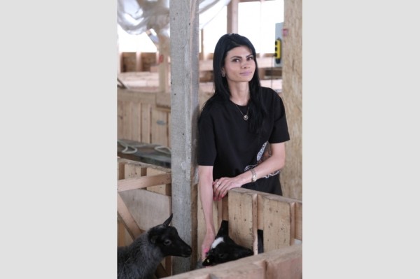 Первая крупная овцеферма появилась на Сахалине