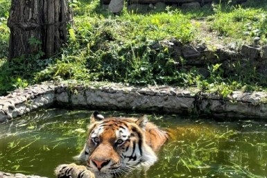 Итоги дня: сильные дожди, 100-летие российского волейбола и необычные скворечники