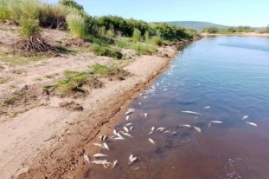 Итоги дня: массовая гибель рыбы, умер виновник ДТП и спасение утопающего