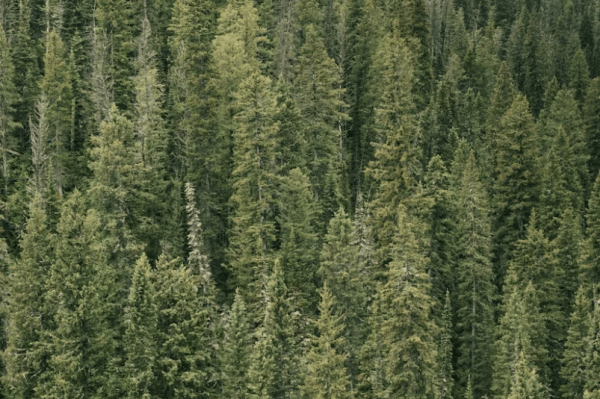 Ушла в лес и заблудилась пенсионерка в Хабаровском крае