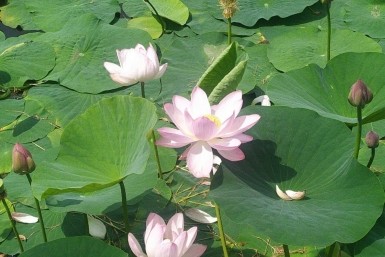 Итоги дня: циклон в городе, цветущие лотосы, гибель байкера и поиски пенсионера