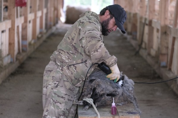 Первая крупная овцеферма появилась на Сахалине