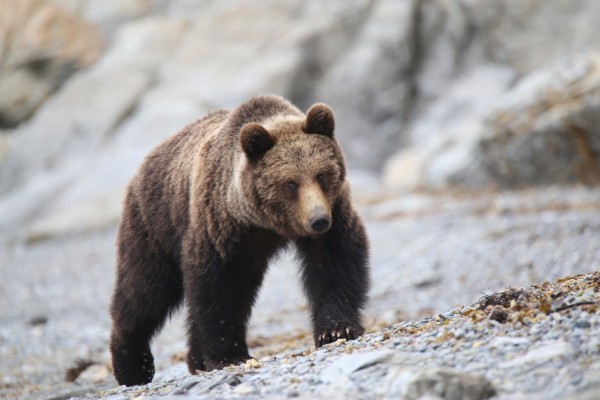В Хабаровске подвели итоги экологического фотоконкурса "Край родной, навек любимый!"