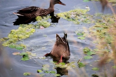 Итоги дня: циклон в городе, цветущие лотосы, гибель байкера и поиски пенсионера