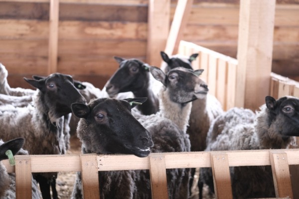 Первая крупная овцеферма появилась на Сахалине