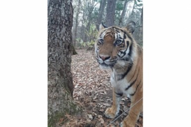Итоги дня: секрет студента из КНР, стройка полным ходом, погиб Гектор и переливы Приморья