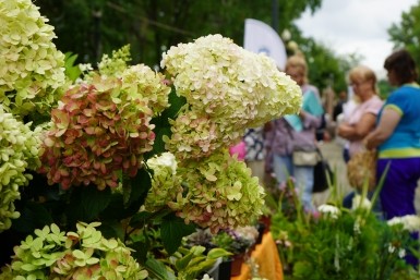 Итоги дня: городские цветы, День Государственного флага и помощь жене мобилизованного