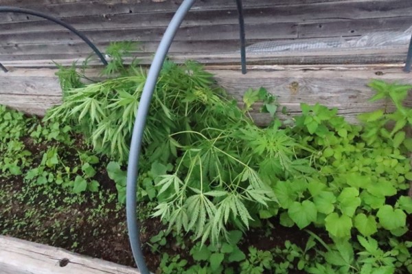 Наркосодержащие растения выращивали среди овощей двое жителей Хабаровского края