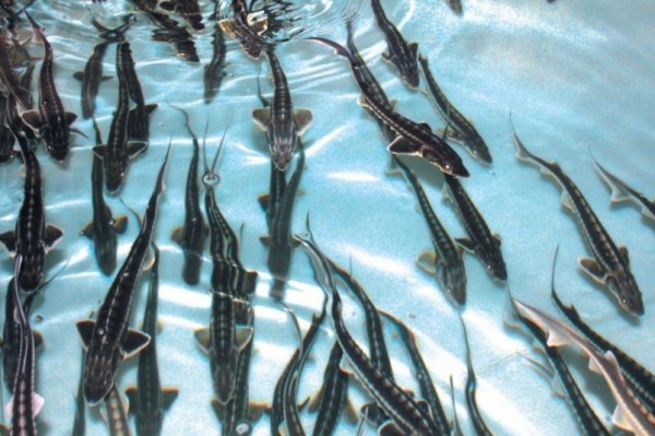 Трое жителей Хабаровского края пойдут под суд за браконьерство с ущербом в 3,7 млн рублей