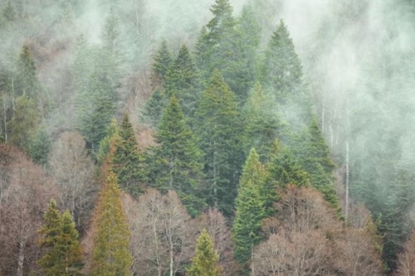 Горит заповедник "Джугджурский" в Хабаровском крае