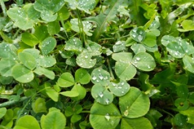 Итоги дня: паводок на Уссури, забег Победы и миллион зрителей на "Роке над Амуром"