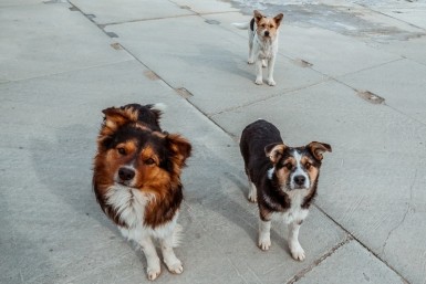 Итоги дня: только вертолетом можно долететь, кто поджигает военкоматы, скоро суд, с чипом