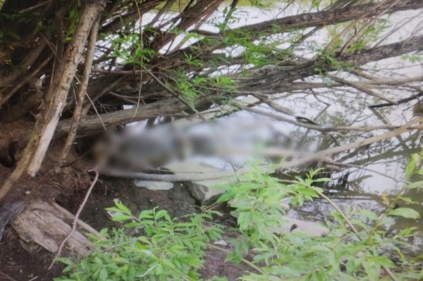 Тело мужчины обнаружили в Николаевске-на-Амуре