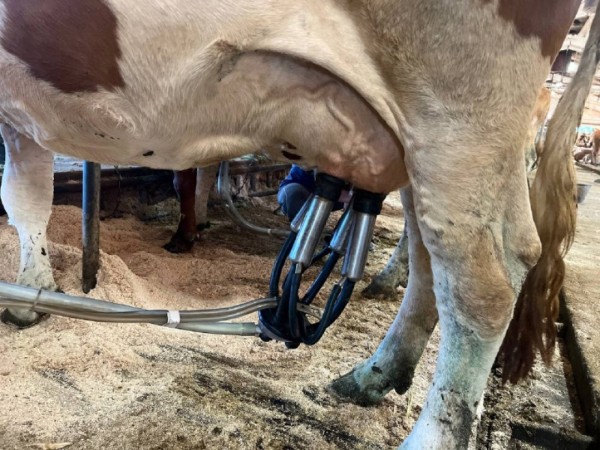 В Хабаровском крае для сельхозпроизводителей работает молочная лаборатория