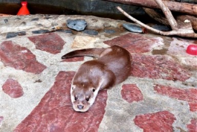 Итоги дня: бараков быть не должно, новый хищник, обманутые старики и опять непогода