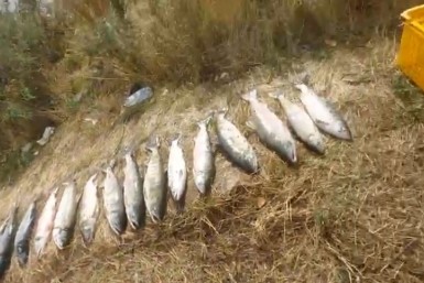 Итоги дня: жестокие игры, краевой субботник, трагедия на рыбалке и меняем монеты на купюры