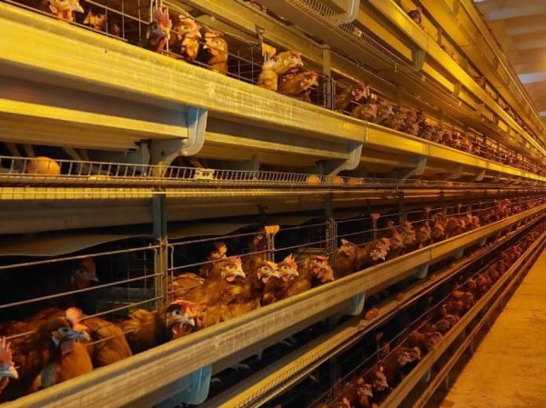 Комсомольская птицефабрика увеличивает объемы производства куриного яйца