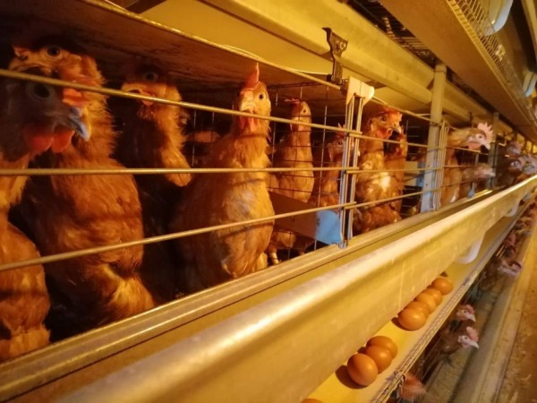 Комсомольская птицефабрика увеличивает объемы производства куриного яйца