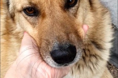 Итоги дня: коварный грипп, жуткая находка, убийство в семье и пуля для Рыжули Итоги дня: коварный грипп, жуткая находка, убийство в семье и пуля для Рыжули