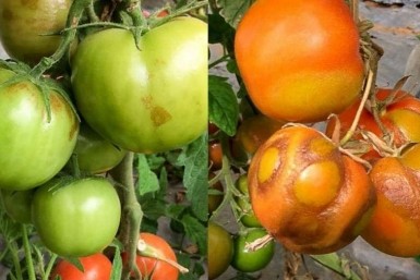 Итоги дня: контракты на 72 млрд, некая агломерация, дети на Шантарах, страшные томаты