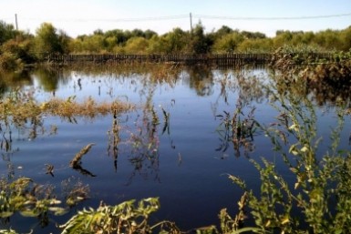 Итоги дня: коварный грипп, жуткая находка, убийство в семье и пуля для Рыжули Итоги дня: коварный грипп, жуткая находка, убийство в семье и пуля для Рыжули