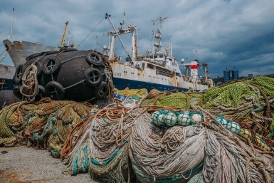 Итоги дня: опасная икра, нападение собак, штраф за неправильных пчел и новый тренер в СКА