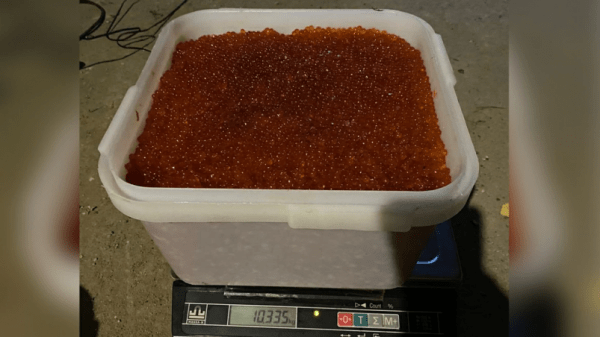 Кемпинг браконьеров, заготовивших из кеты свыше 67 кг икры, обнаружили в Хабаровском крае