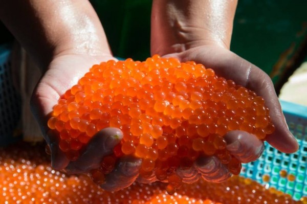 Дело камчатского  "икорного короля"  отправлено в елизовский суд