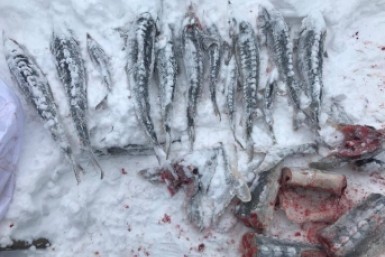 Итоги дня: как отдыхаем в ноябре, карантин в детсадах, в тюрьму - из-за калуги и обработка рыбьей кожи как этнокультурное достояние Итоги дня: как отдыхаем в ноябре, карантин в детсадах, в тюрьму - из-за калуги и обработка рыбьей кожи как этнокультурное достояние