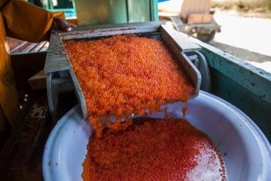 Итоги дня: опасная икра, нападение собак, штраф за неправильных пчел и новый тренер в СКА