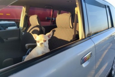 Неуправляемая розница: как регионы Дальнего Востока переживают подорожание бензина