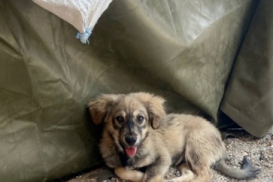 Итоги дня: опасная икра, нападение собак, штраф за неправильных пчел и новый тренер в СКА