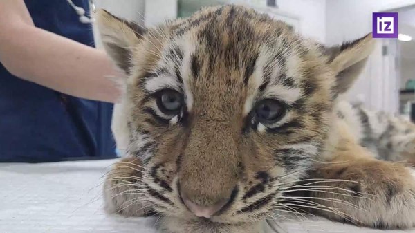 Найденному на трассе в Хабаровском крае тигренку сделали операцию
